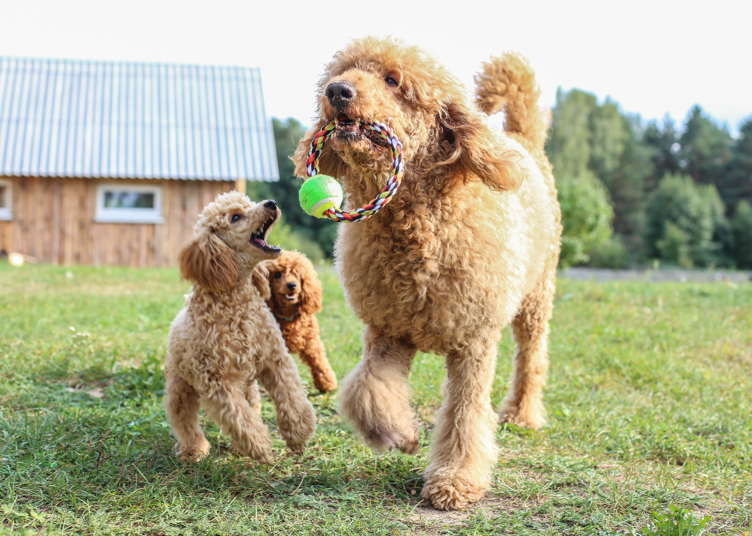 A large poodle playing with two miniature poodles in grass