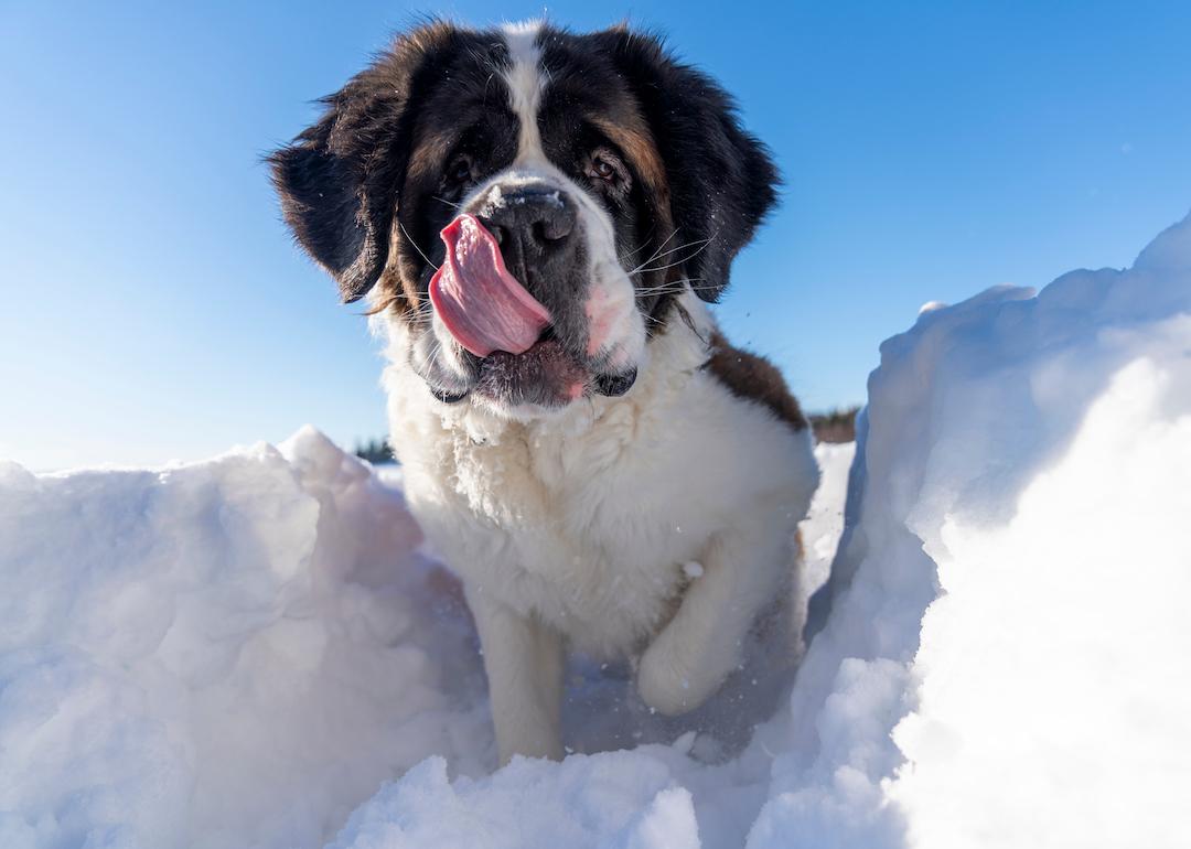 A Saint Bernard dog playing around in deep snow on a sunny winter day.