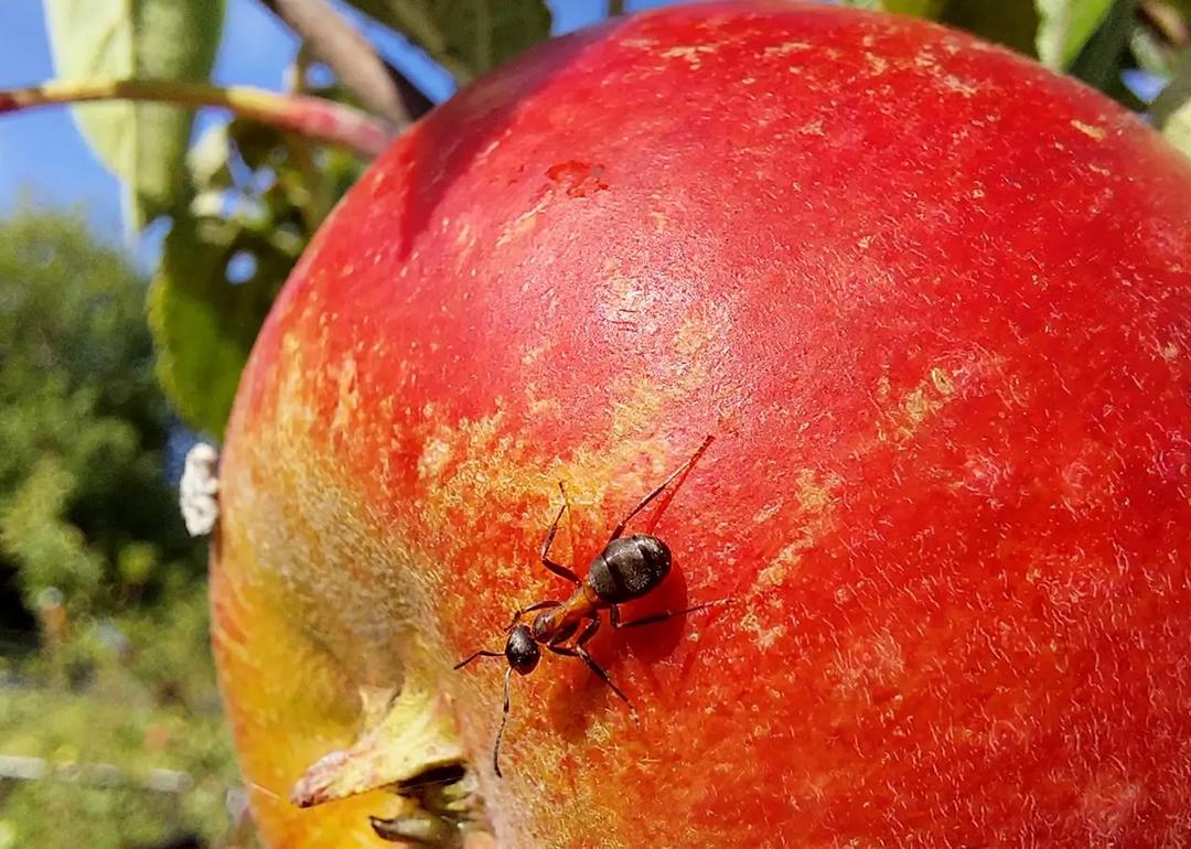 Closeup of an ant on an apple.