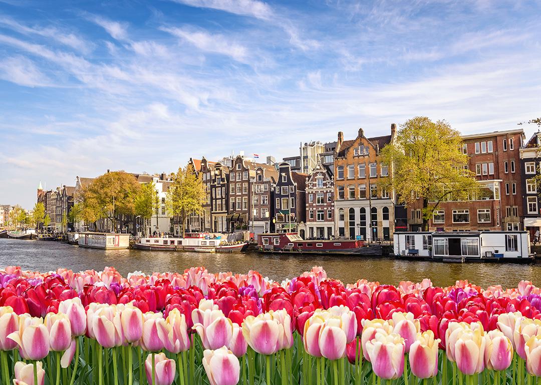 A view of the Amsterdam canal waterfront with plenty of pink and red tulips blossoming during spring time.