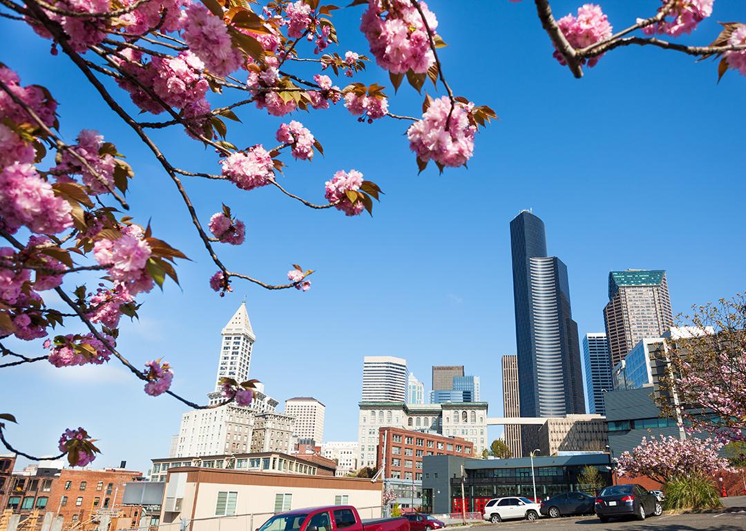 A cherry blossom tree with a city view of downtown Seattle, WA.