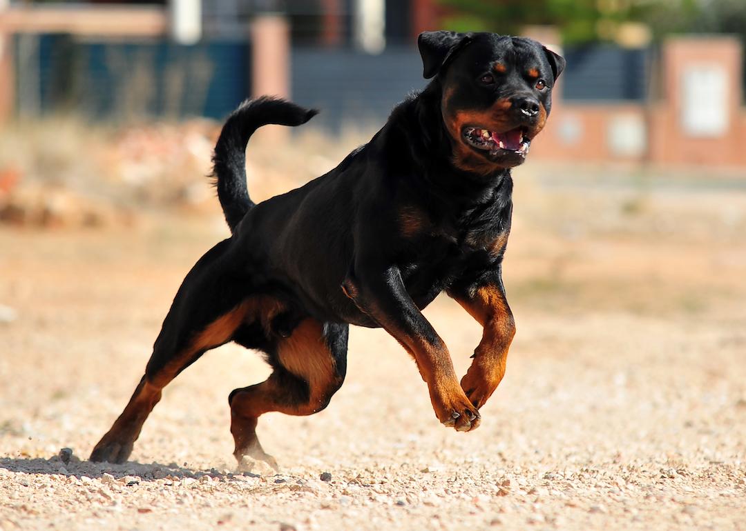 Rottweiler dog running while bearing teeth.