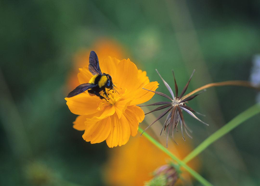 Closeup on a bumblebee feeding on a yellow cosmos flower.