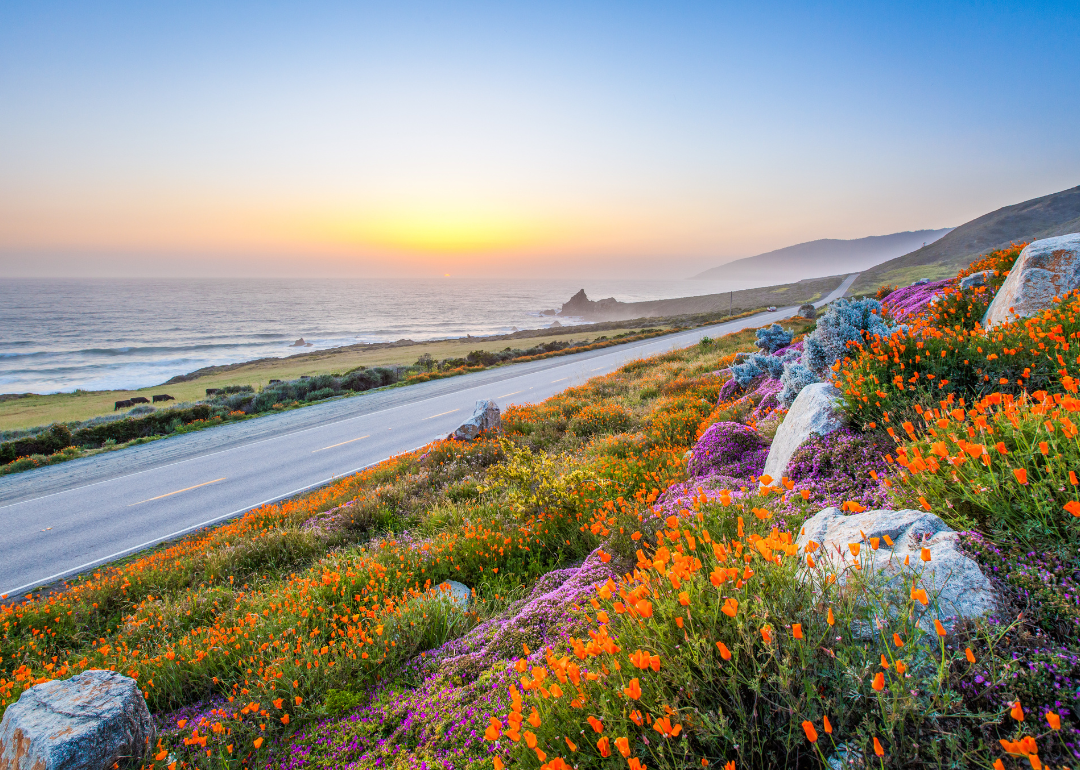 Wildflowers along the California coastline in Big Sur at sunset