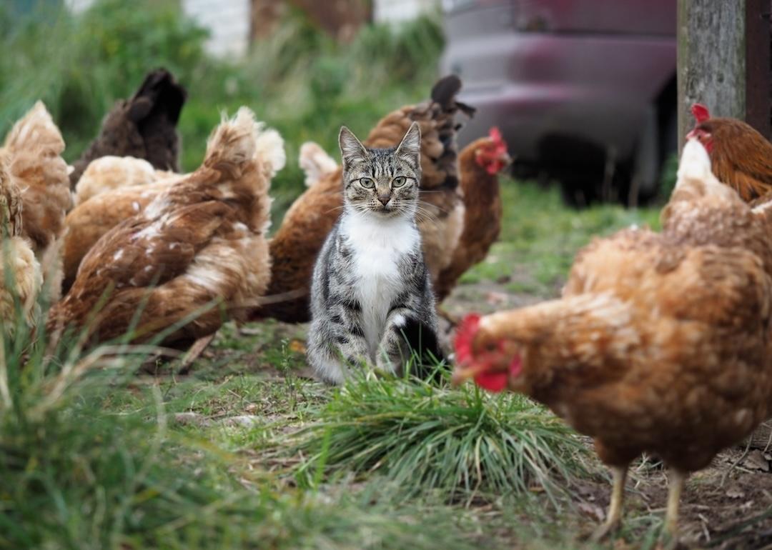 Tabby cat sitting among a flock of chickens in the grass.