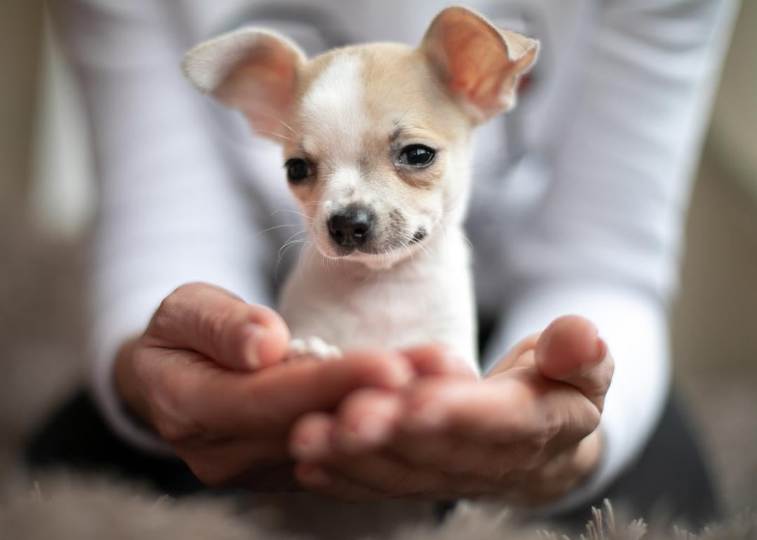 Chihuahua puppy sits in the hands of its owner.