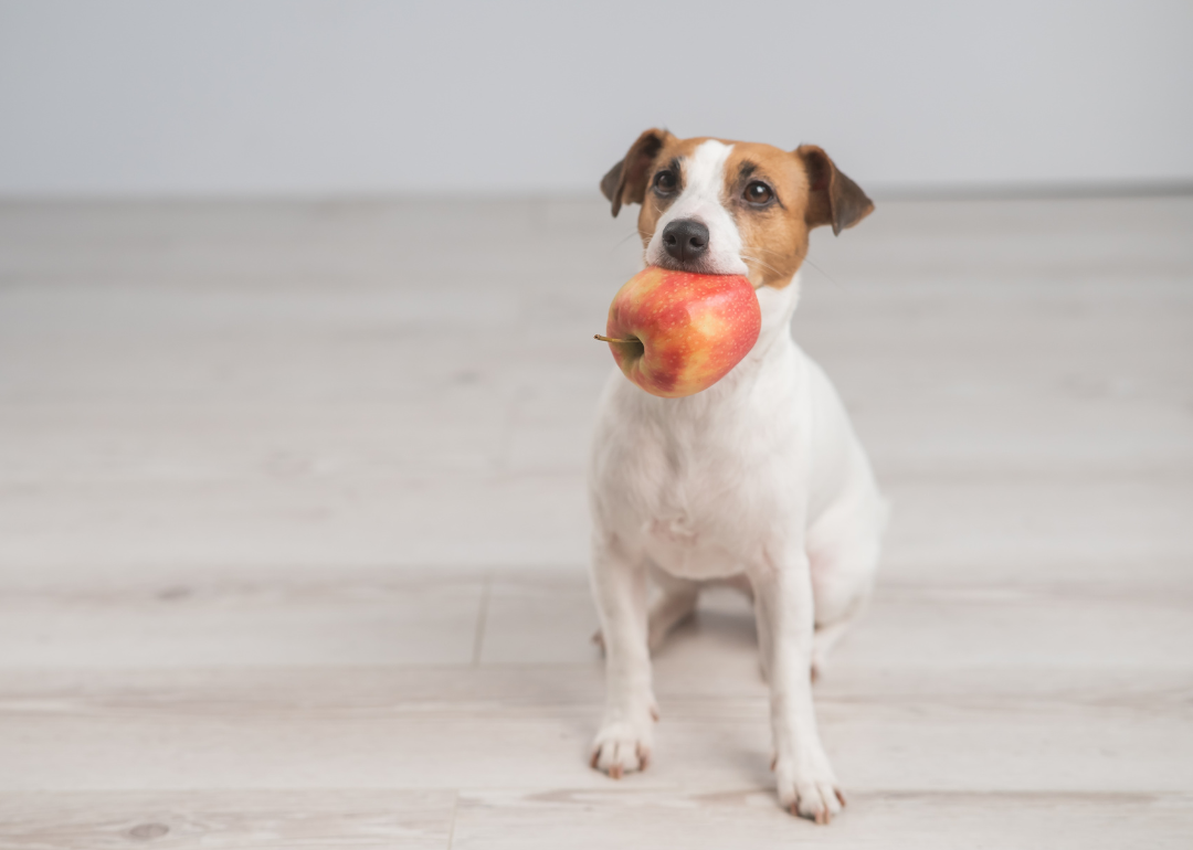 Jack Russell Terrier dog holding an apple in its mouth