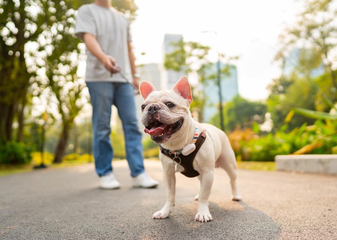 Person walks a French bulldog in a city.