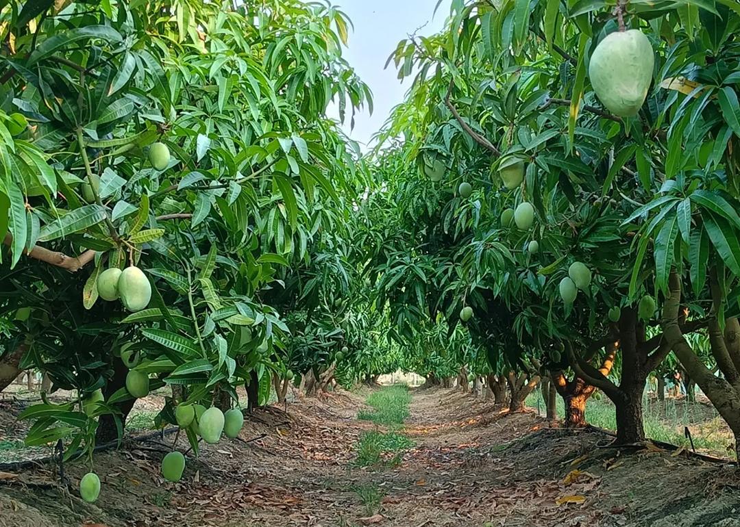 Six varieties of mangoes line the fields at PapaMango in Sicily.