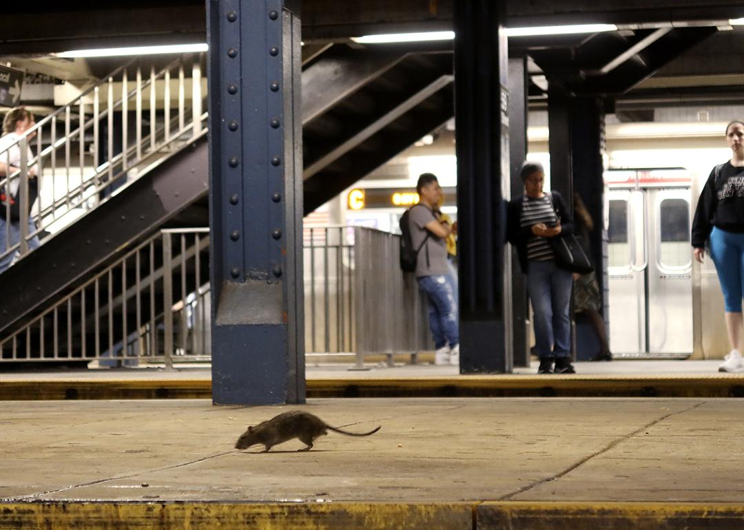 A rat looking for food in a New York City subway station platform.