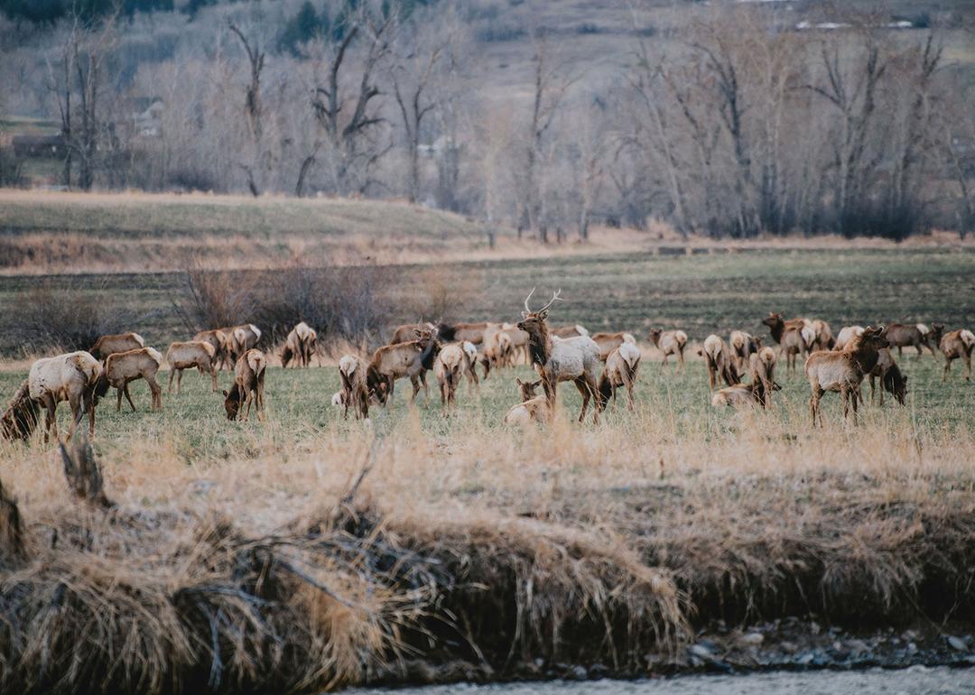 A vast land with a herd of deer.