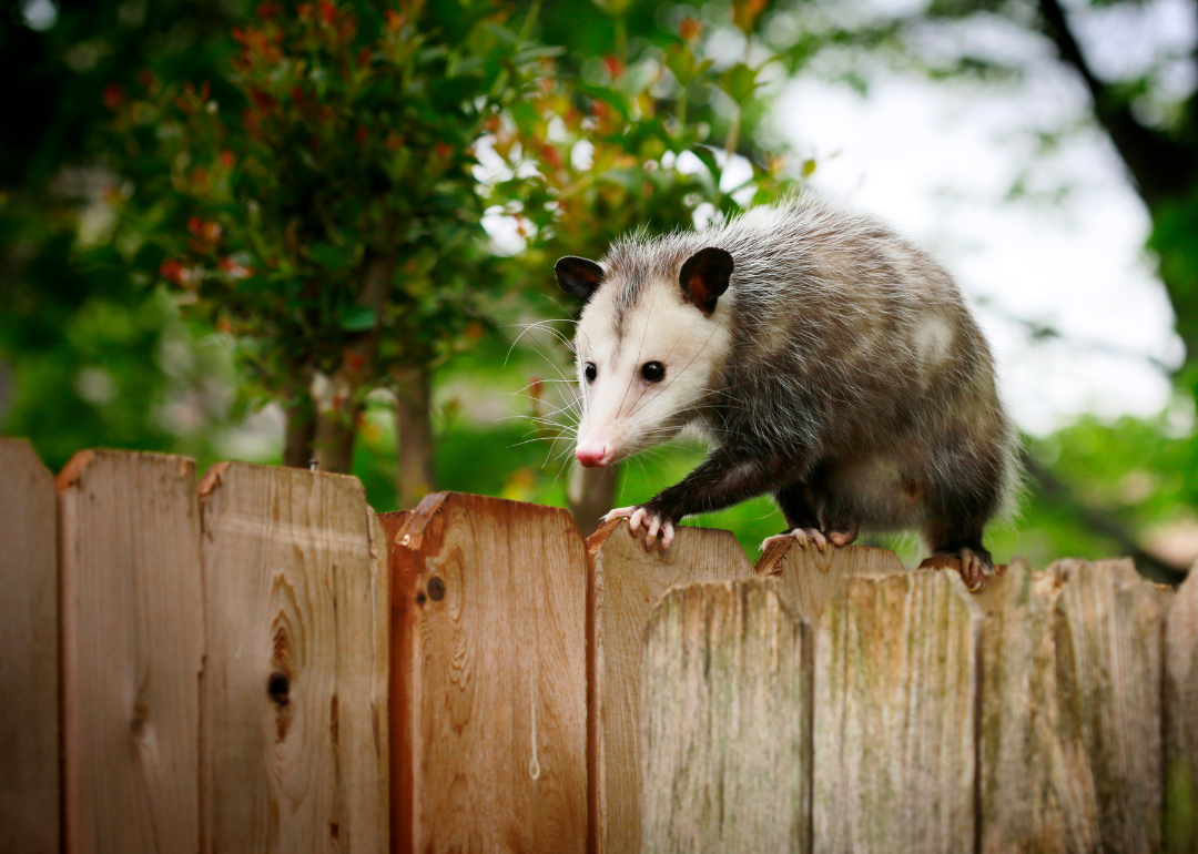 A common opossum walking on top of a wooden fence