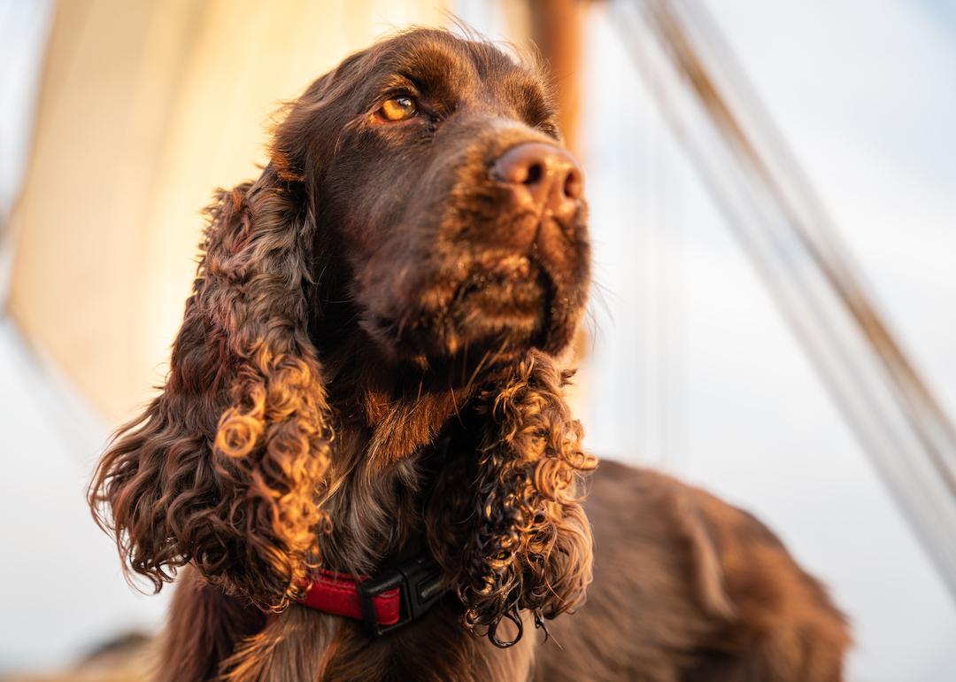 Sussex spaniel dog on a yacht during sunset.