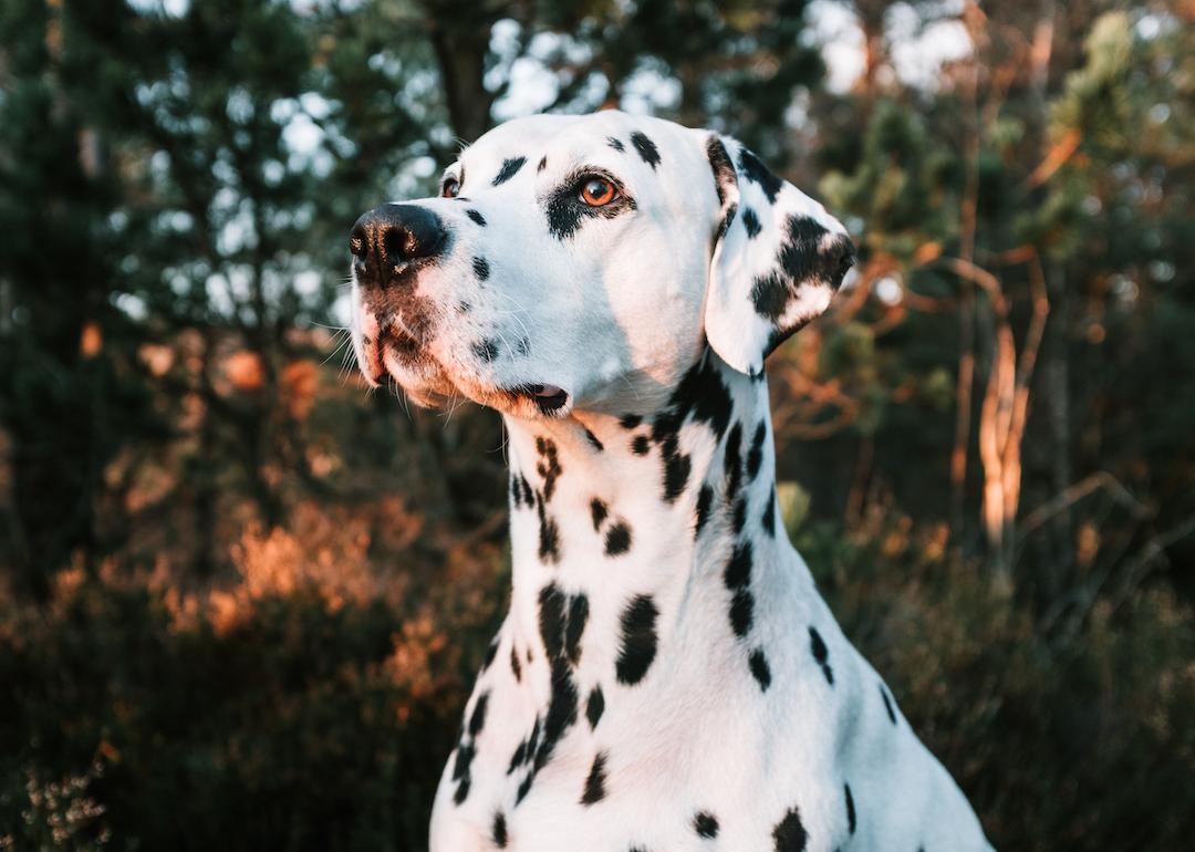 Portrait of a dalmatian dog with black spots standing in a forest during sunset.