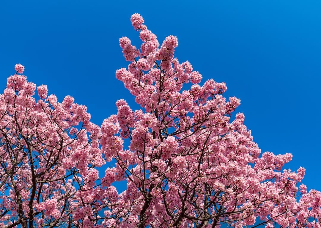 Higan cherry blossoms in full bloom against the blue sky.