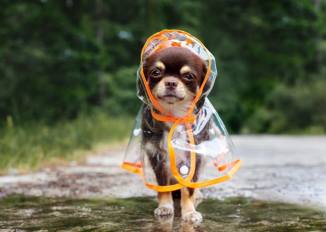 Chihuahua in a clear raincoat with orange lining standing outdoors by a puddle.