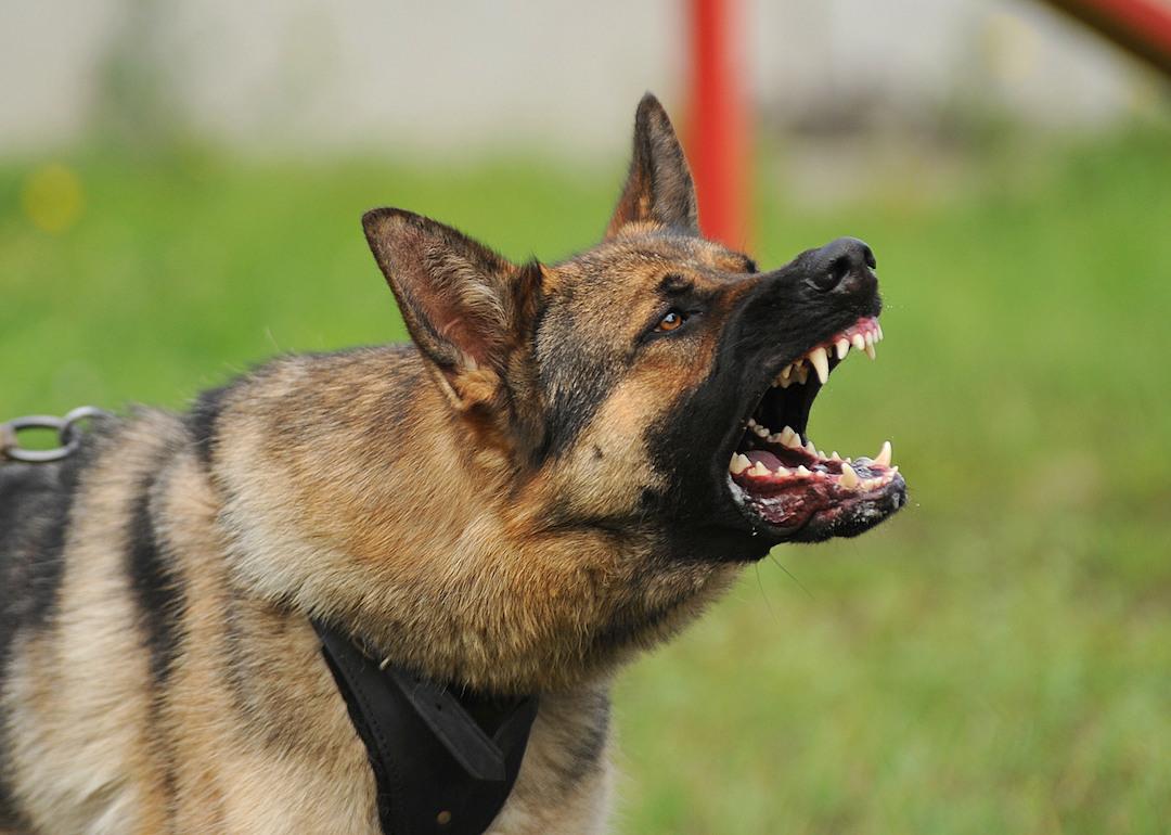 German shepherd dog bearing teeth.