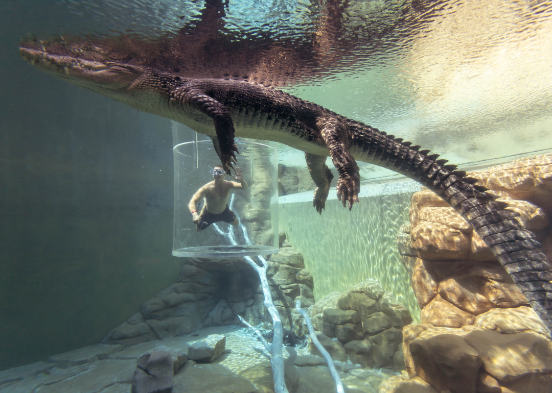 A person swimming an enclosed glass tube in a larger tank with a crocodile at Crocosaurus Cove, Australia
