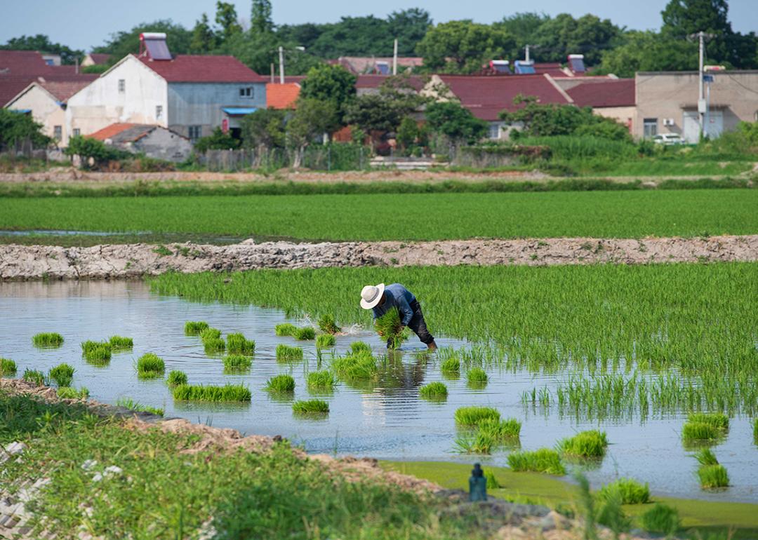 A villager works in the rice field near the Chaohu Lake in the town of Huailin, Chaohu City in China.
