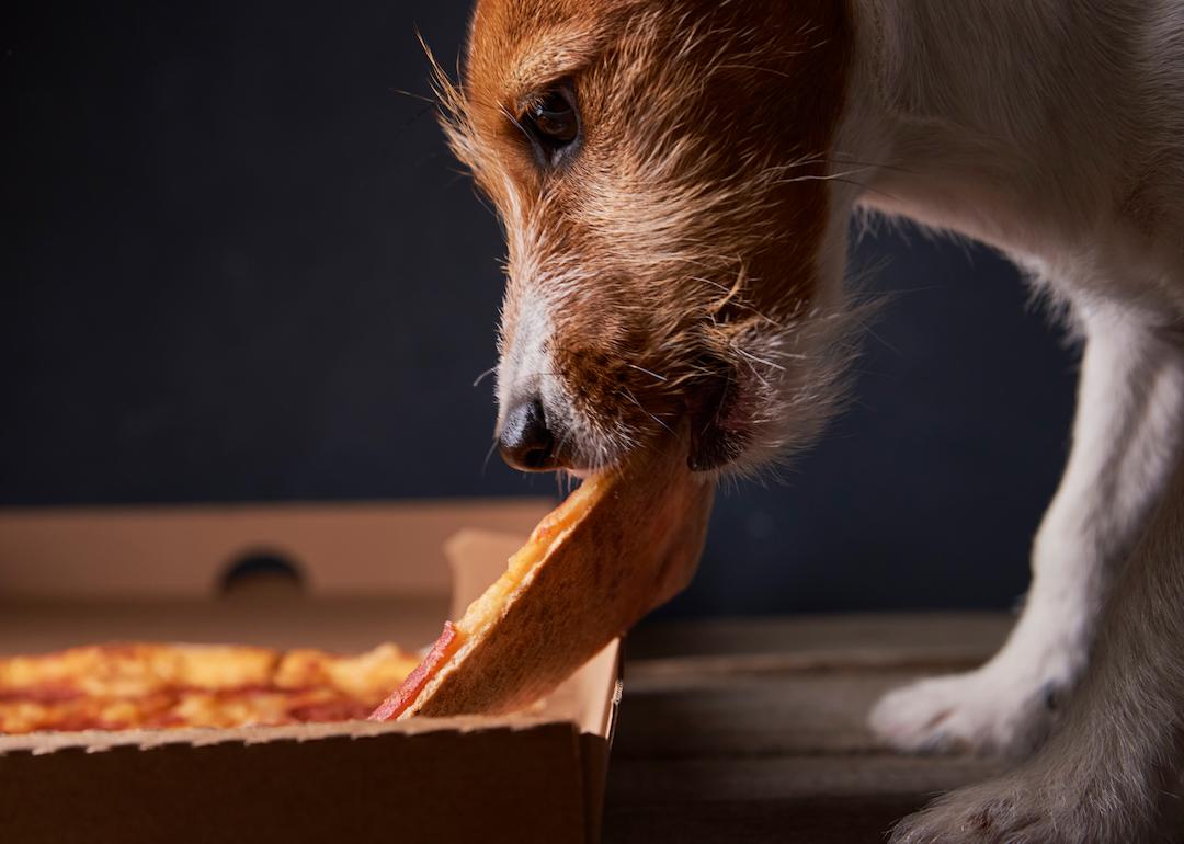 A dog stealing a slice of pizza from the box.