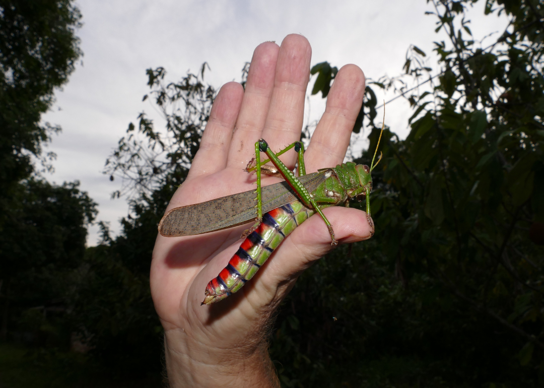 Giant South American grasshopper (Tropidacris violaceus) sitting on a person's hand.