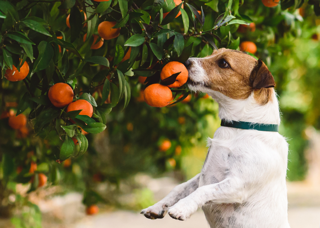 Dog reaching up to sniff mandarin fruits on a tree