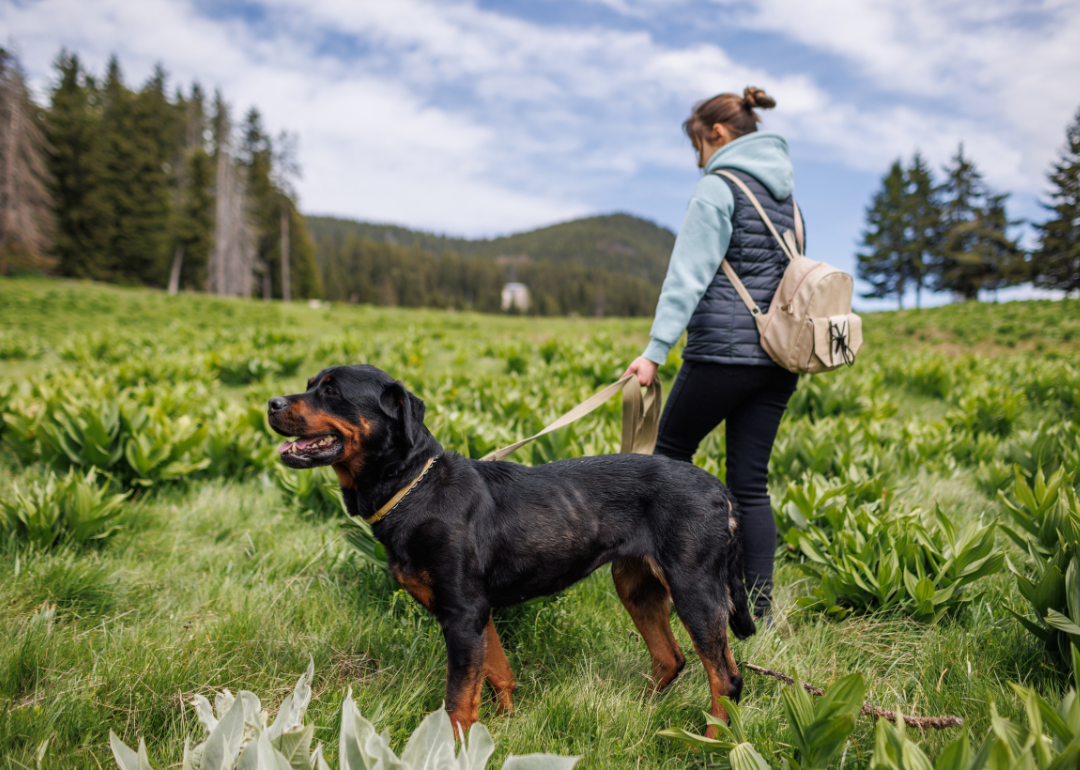 A girl walking with her rottweiler dog on a leash through a green meadow trail