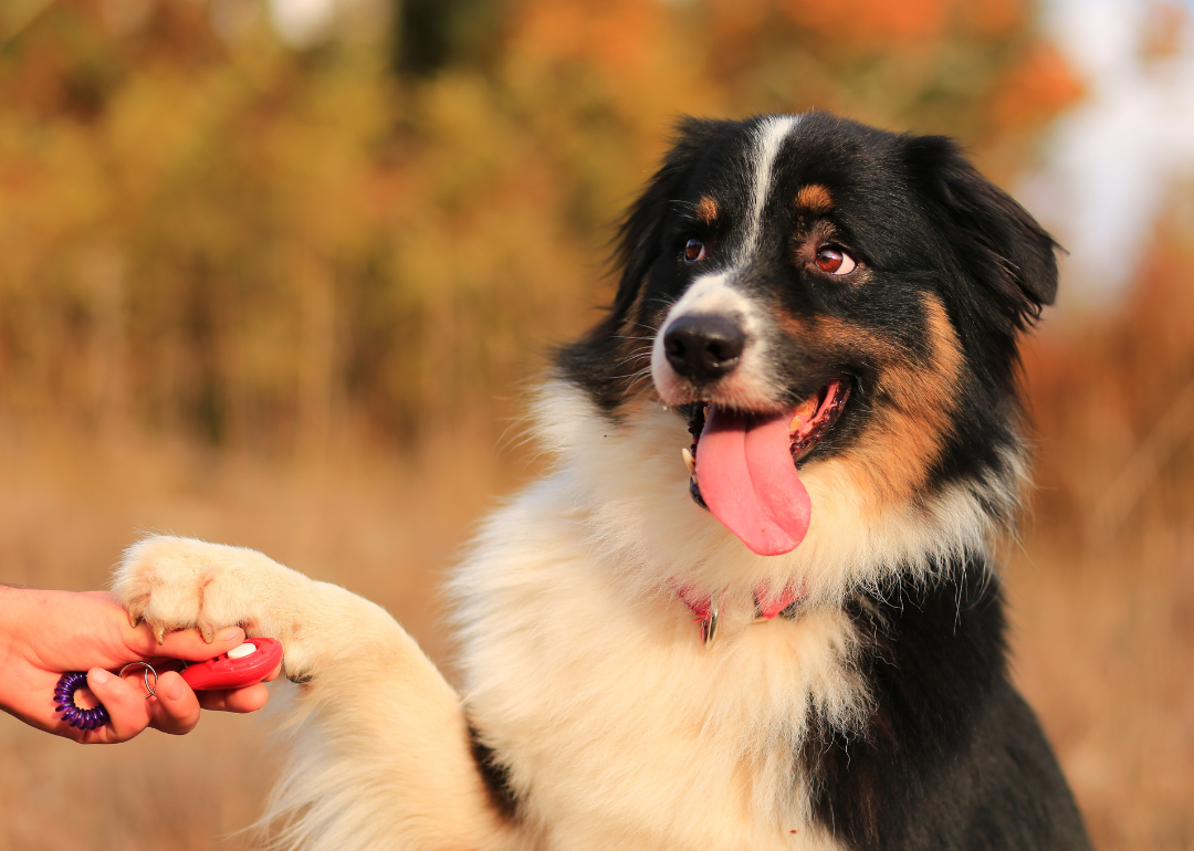 An Australian Shepherd placing its paw on a human hand