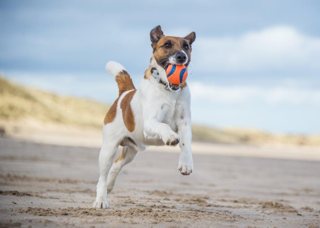 Smooth fox terrier running on a beach with a ball in its mouth.