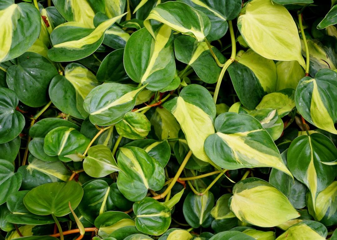 Beautiful yellow and green variegated leaves of Philodendron Brasil
