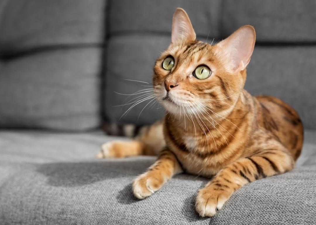 A Bengal cat lies on a gray sofa in the living room.