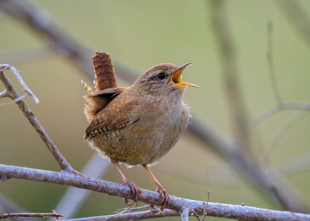 Close-up of a Eurasian Wren bird, Troglodytes troglodytes, bird singing in a forest during Springtime