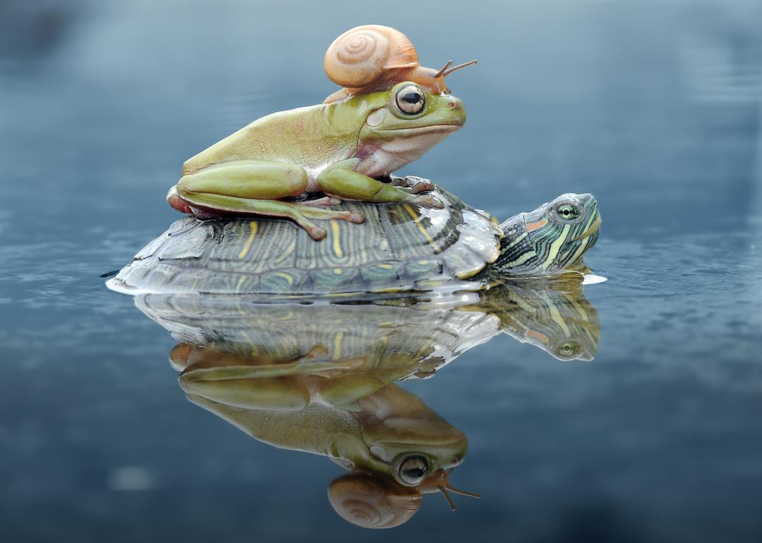 A snail hitches a ride on a frog who's on the back of a turtle in the water.