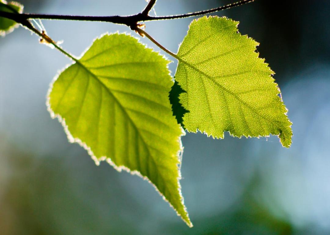 Paper birch leaves
