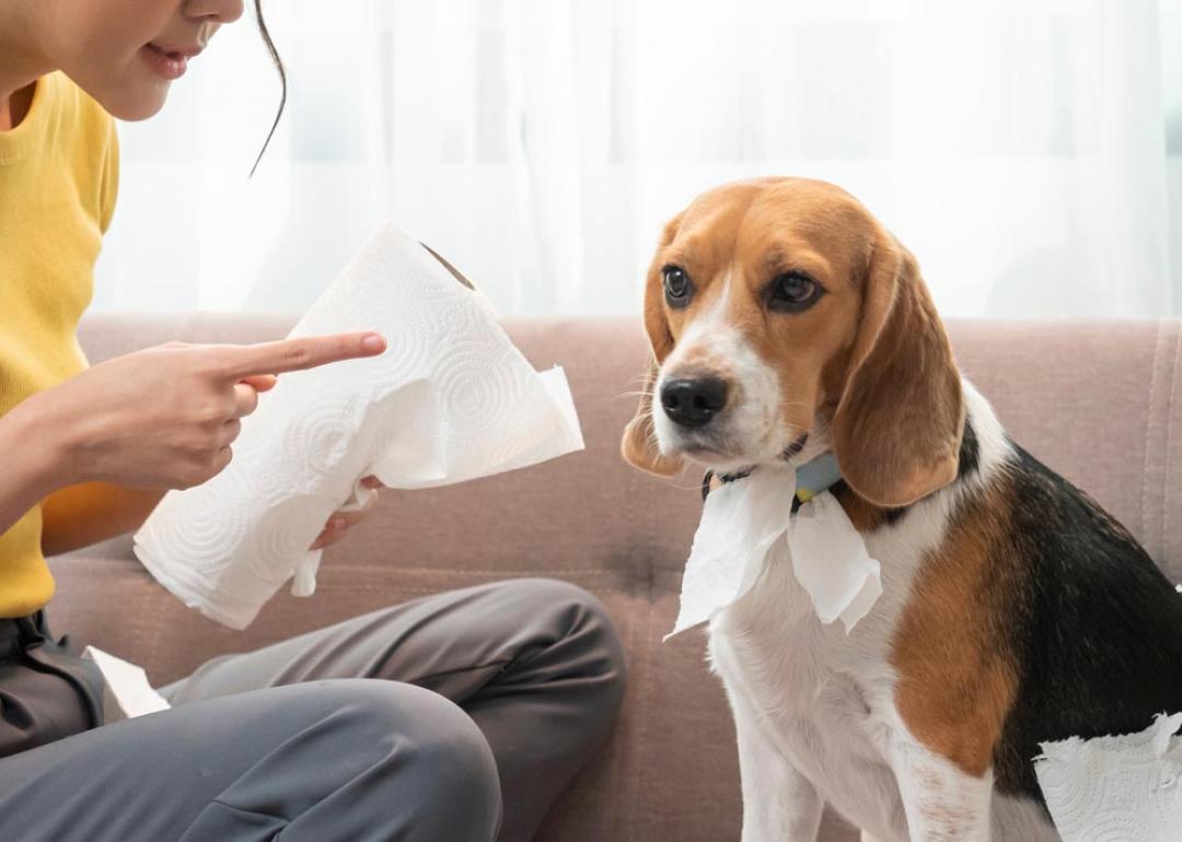 A woman pointing her finger at a beagle for ripping up paper towels.