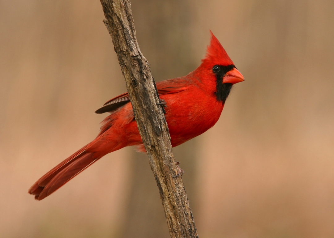 Indiana State Bird