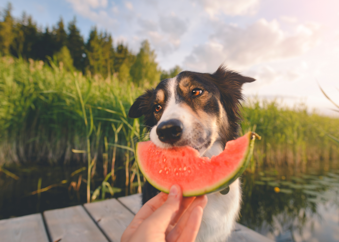 A person feeding a dog watermelon.