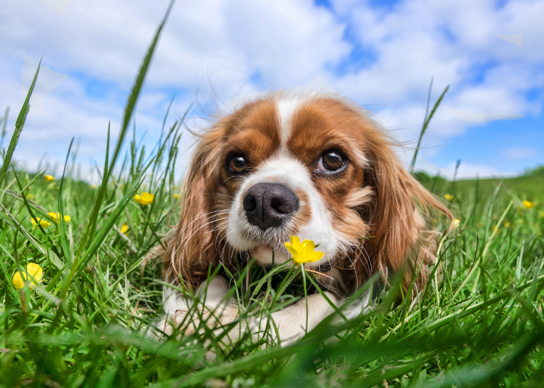 A small brown-and-white puppy sitting in the grass with yellow flowers.