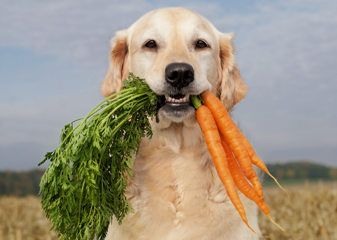 A white-haired dog with a carrot in its mouth.