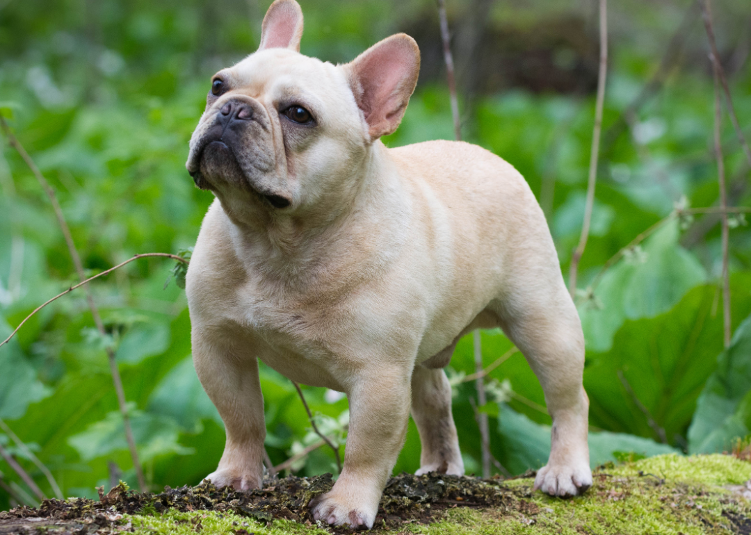 A French bulldog stands outside. 