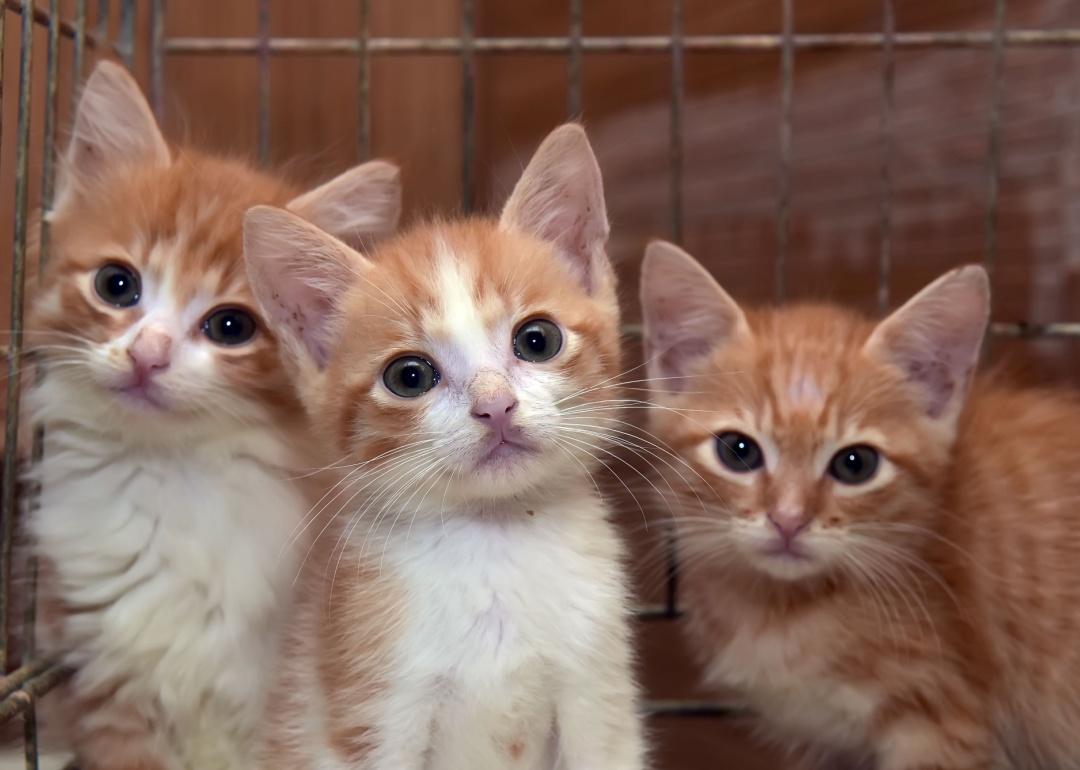 Three orange-and-white kittens with wide eyes, peering directly at the camera.