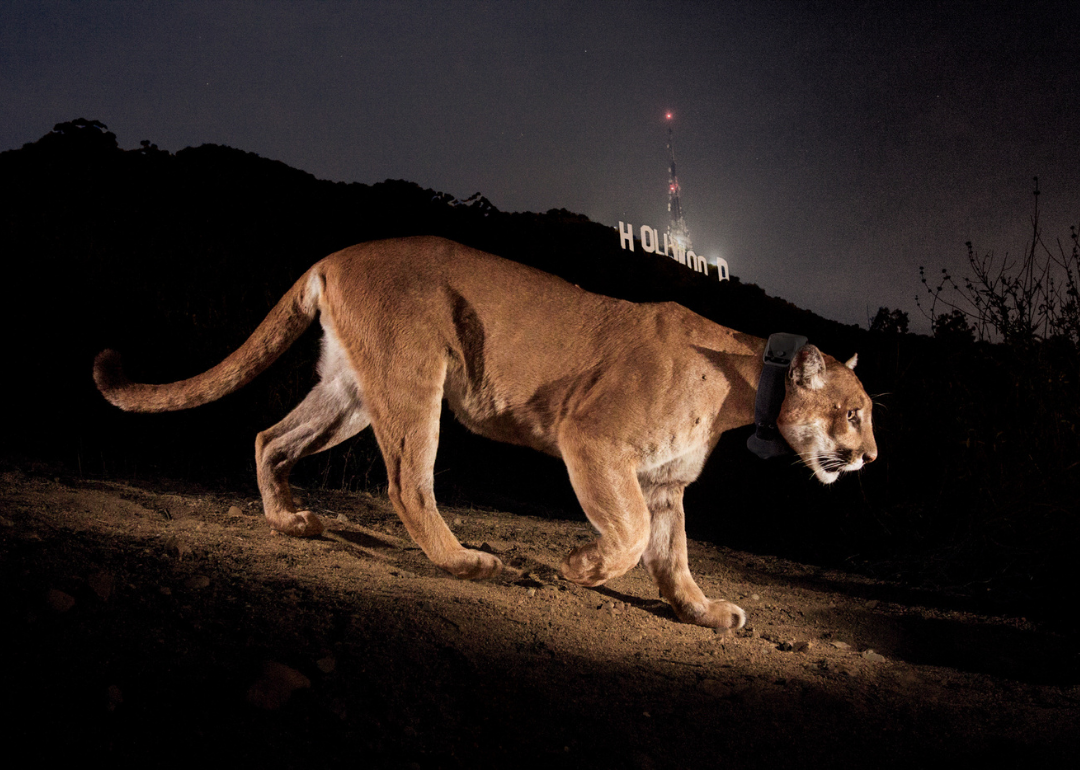 A mountain lion passes beneath the Hollywood sign at night