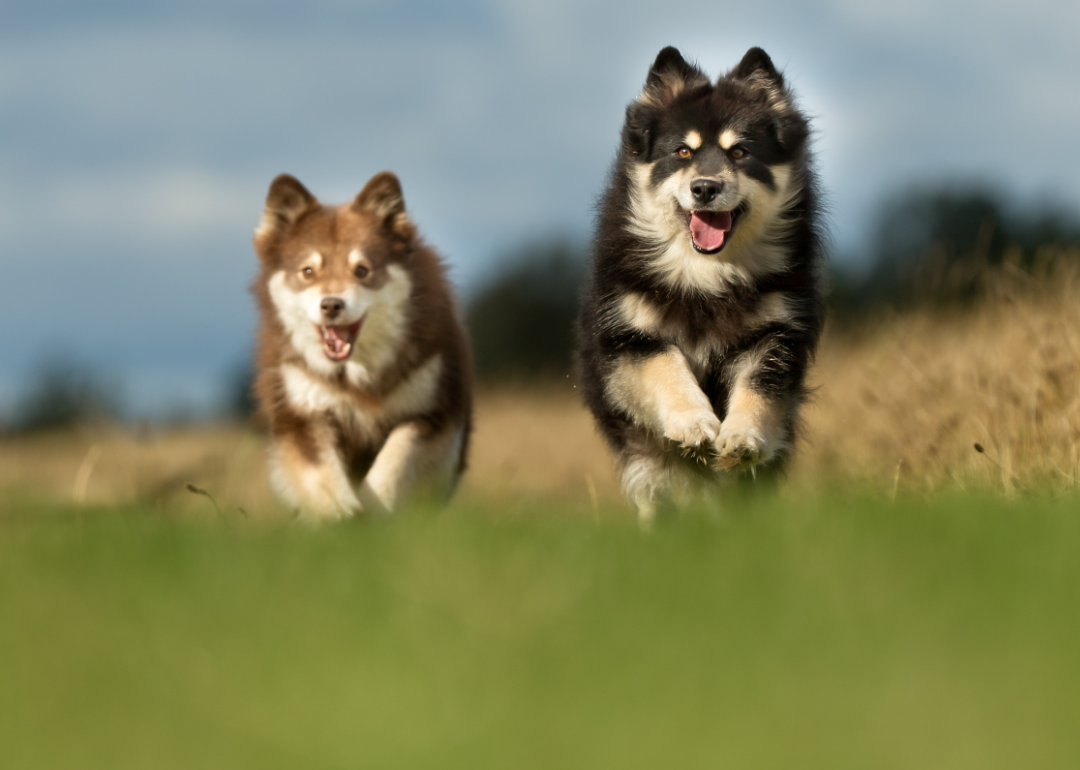 Finnish Lapphund dogs run in a field.