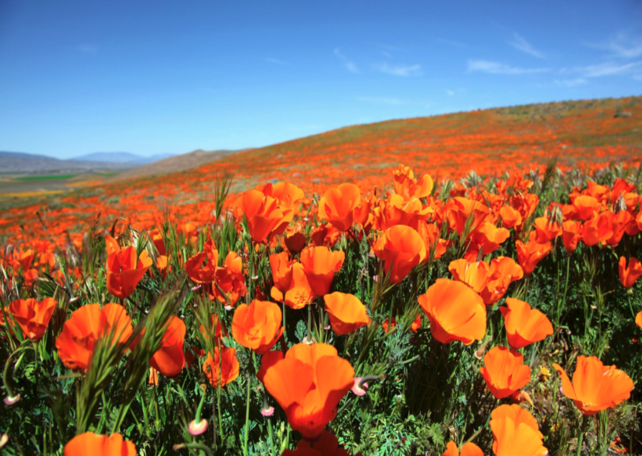 A mountainside filled with orange poppies.