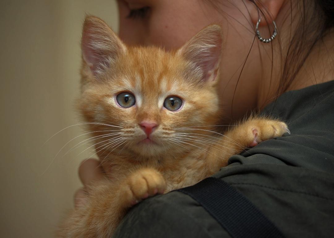 A small orange kitten with light green eyes. The kitten is being held by a person whose face is partially out of view.