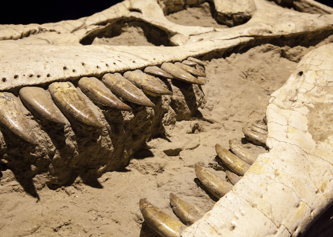 New Mexico Is The 4 State With The Most Dinosaur Fossils Stacker 