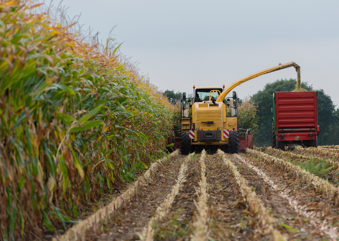 most-valuable-crops-grown-in-north-carolina-stacker