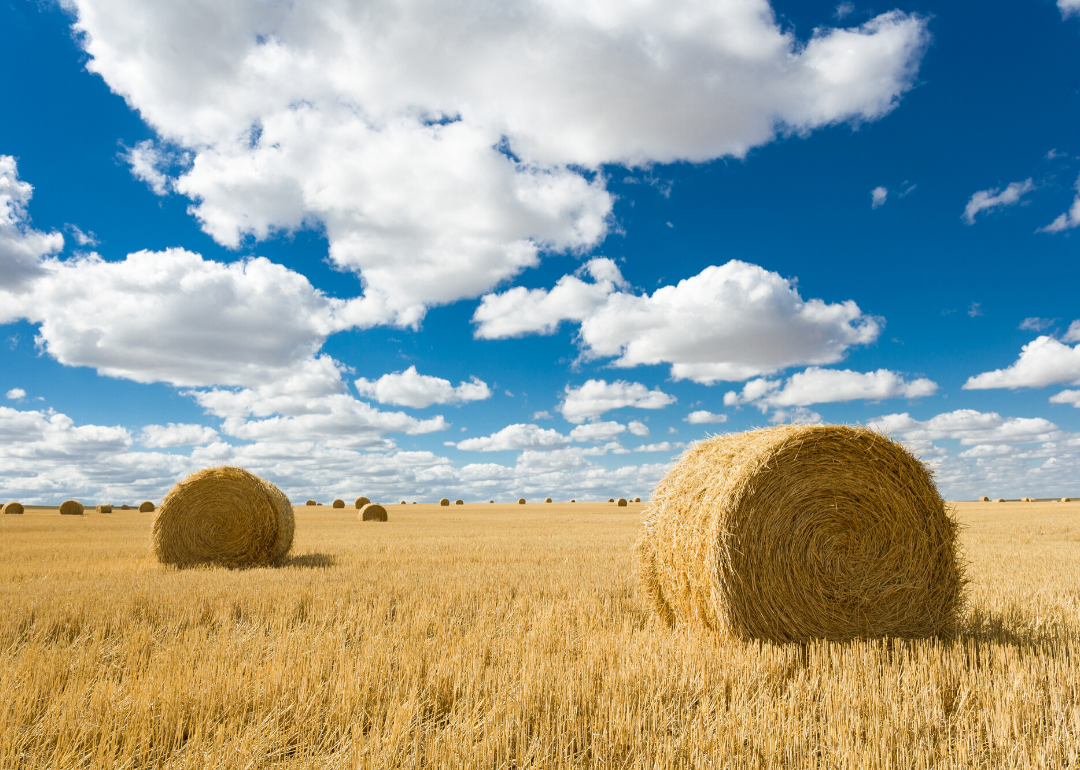 Most Valuable Crops Grown In Idaho Stacker
