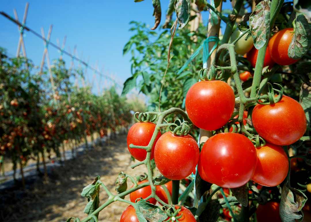 most-valuable-crops-grown-in-florida-stacker