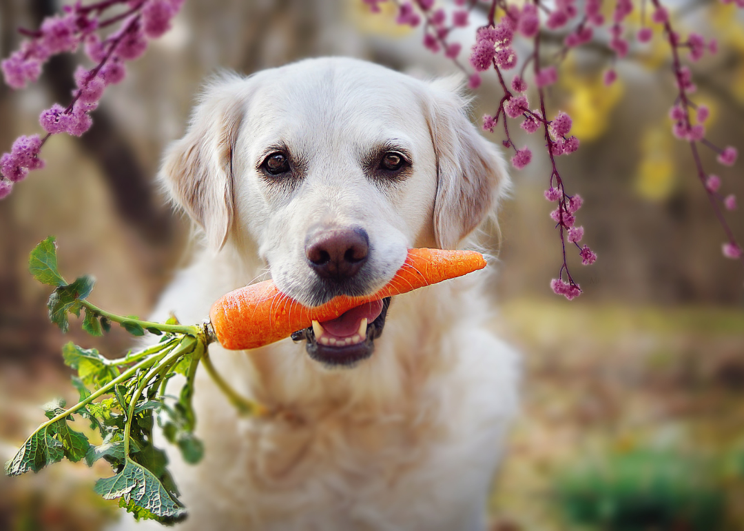 A dog with a carrot in its mouth